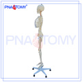 PNT-0104 180cm 175cm modelo de esqueleto flexível em tamanho real